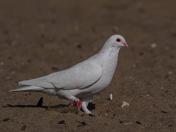 istock white dove on the sand 2206177067