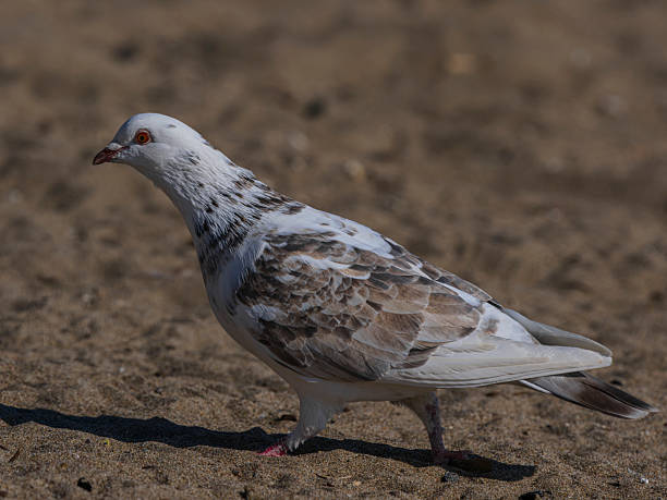 istock white dove on the sand 2206177080