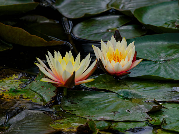 istock lotus flowers in the nature 2206177432