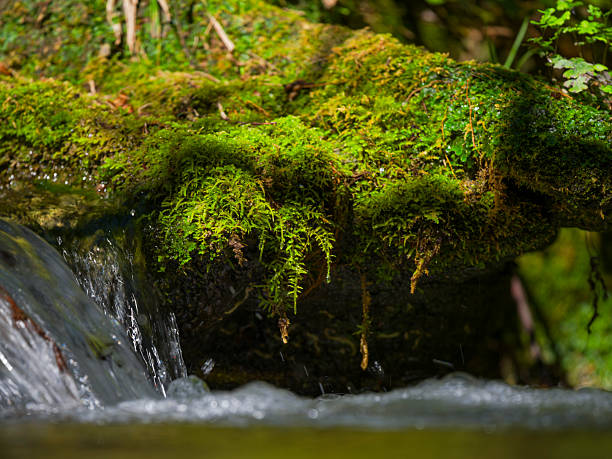 beautiful river in the forest