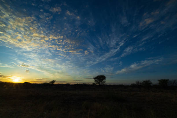 The first light of dawn spills over the savanna painting the sky in amber and sapphire