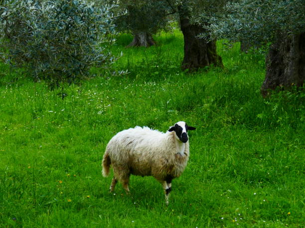 Sheep, Skopelos island (Sporades archipelago)