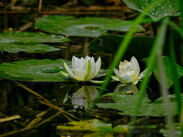 beautiful lotus flowers in the pond