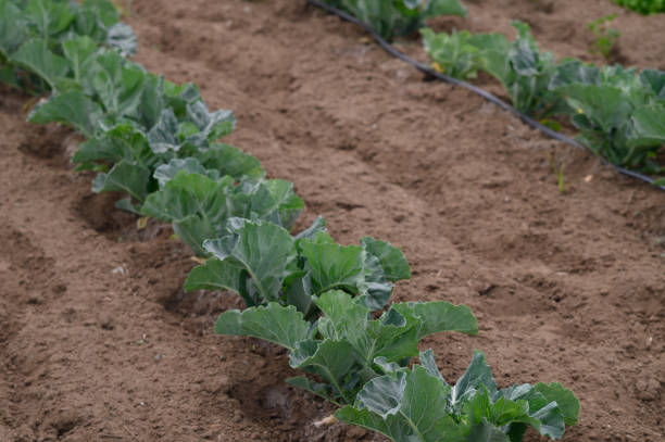 istock Vibrant green cabbage plants growing in rows on fertile soil under a clear blue sky during the spring planting season 2206181231