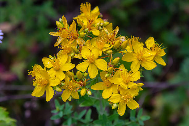 istock flowers of Saint Johns wort, Hypericum perforatum 2206181747