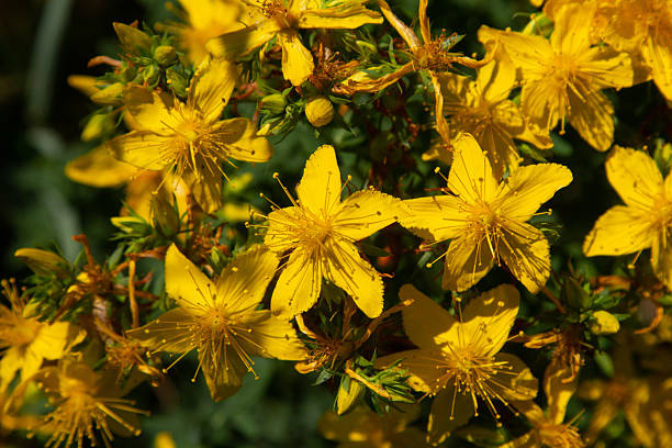 istock flowers of Saint Johns wort, Hypericum perforatum 2206182820