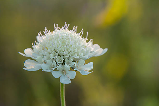 Cream scabious pincushion, Scabiosa ochroleuca, in flower.