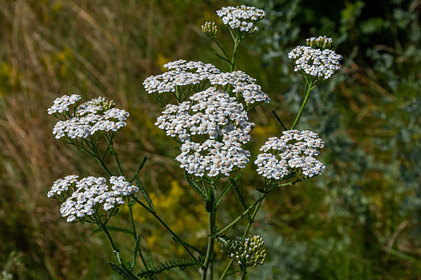 istock common yarrow achillea millefolium with fly Tachina fera 2206182865