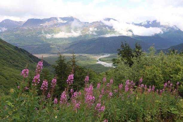 istock Scenic mountain view with wildflowers. 2206183340