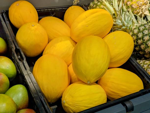 Fresh honeydew melons in a grocery store display