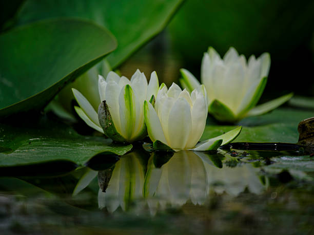 beautiful lotus flower in the pond