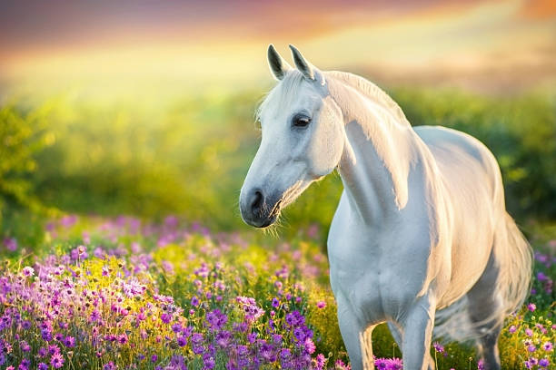 Arabian stallion in flowers