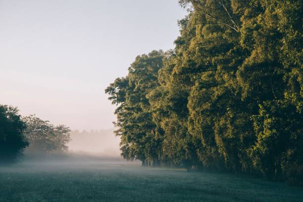 Misty morning landscape with sunlight filtering through dense trees and a foggy field, creating a serene and tranquil atmosphere.