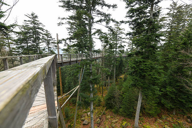 istock The Elevated Hiking Path of Baumwipfelpfad Schwarzwald, in the Black Forest 2206186806