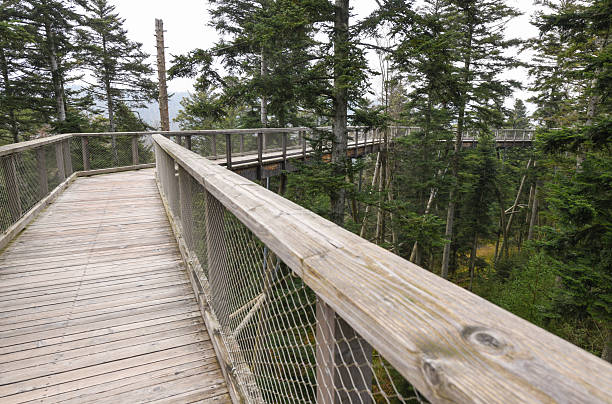 istock The Elevated Hiking Path of Baumwipfelpfad Schwarzwald, in the Black Forest 2206186863