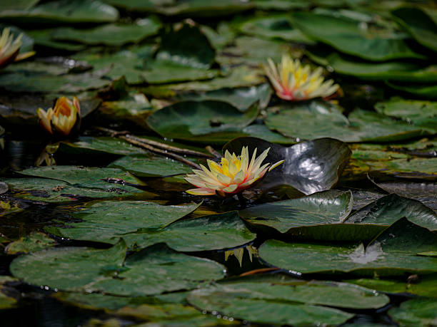beautiful lotus flowers in the pond