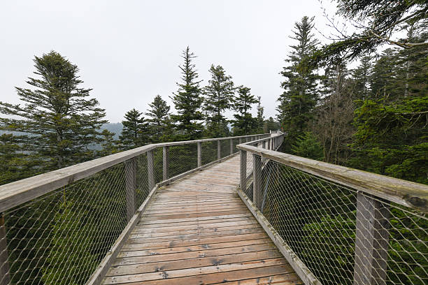 The Elevated Hiking Path of Baumwipfelpfad Schwarzwald, in the Black Forest, Germany