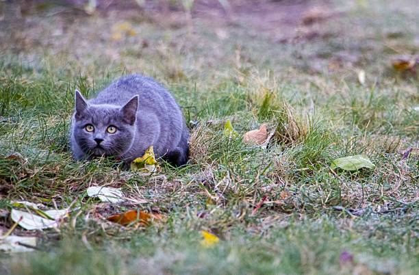A gray cat crouched low in the grass, stalking its prey. A cat on the hunt