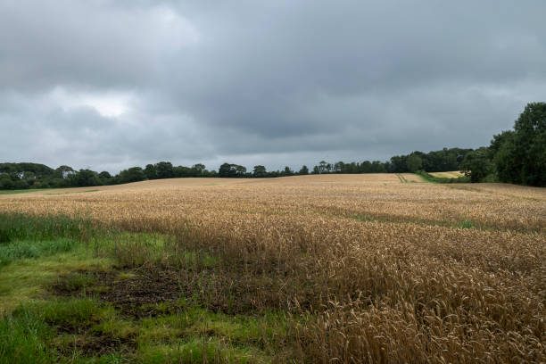 istock A cereal field under a cloudy sky, surrounded by trees on the horizon 2206188623