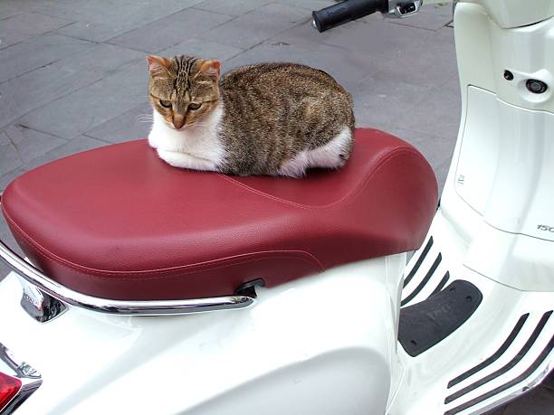 istock The cat on the Vespa 2206188646