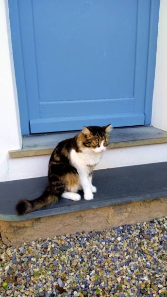 istock A cat and a door 2206188679