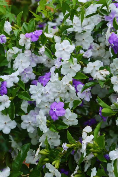 Brunfelsia latifolia 'Variegated'