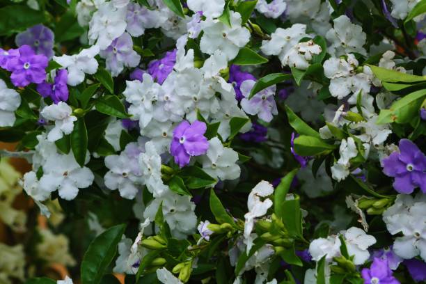 Brunfelsia latifolia 'Variegated'