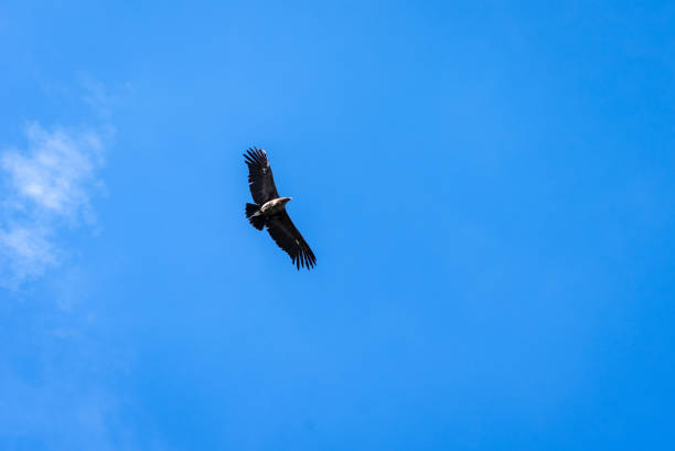 A condor flies gracefully above the Colca Canyon, its wings spread wide against the bright blue sky