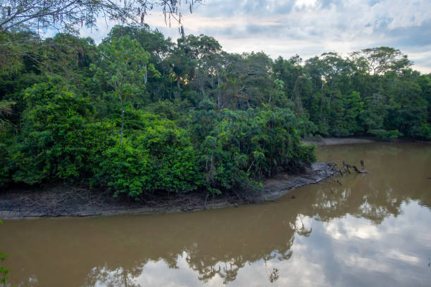 istock Tranquil view of the Cuyabeno river in the Amazon rainforest 2206189820