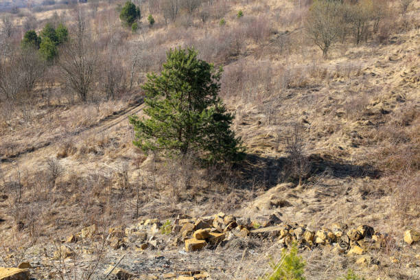 A pine tree growing on a rocky hillside. Dry grass and stones dominate the foreground, creating a natural contrast with the green pine tree. Sunlight illuminates the scene, highlighting the texture of the earth and vegetation.