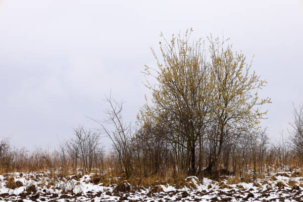 This photograph shows a landscape with a young tree beginning to bloom against a winter field with remnants of snow. The tree stands out with its light green leaves amidst the gray winter landscape.