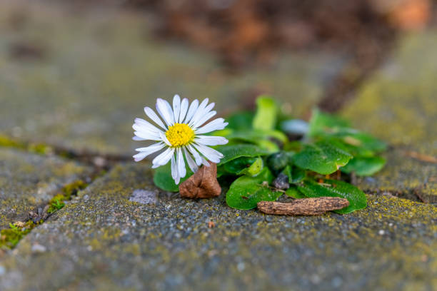 istock Daisy blooms through cracks in stone pathway surrounded by green leaves during springtime 2206195354