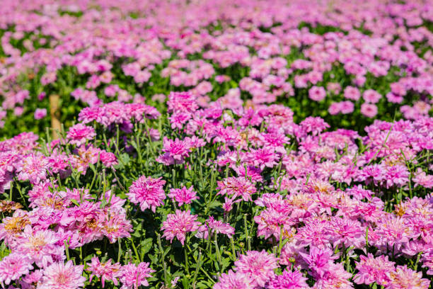 istock Pink Chrysanthemums In The Flower Garden 2206195904