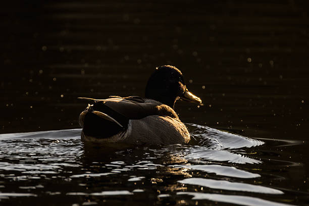 istock mallard duck on a pond in the morning light 2206197972