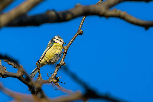 istock Eurasian Blue Tit perched on a branch in the morning light 2206198004
