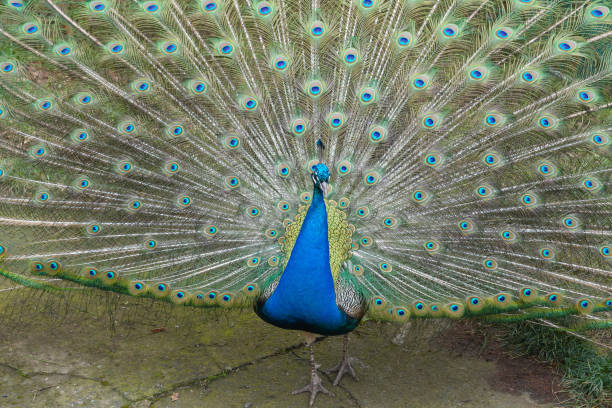 istock A brightly colored male peacock spreads his rump feathers like a fan. 2206199937