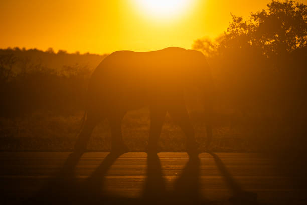 African elephant walks along airstrip at sunset
