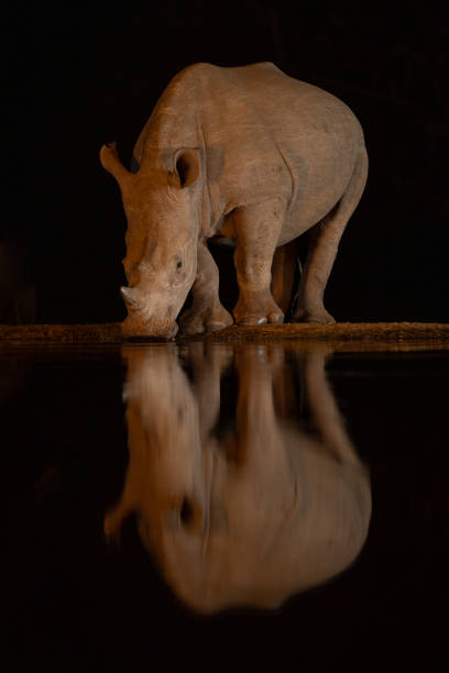 istock Baby white rhino stands drinking from waterhole 2206200201
