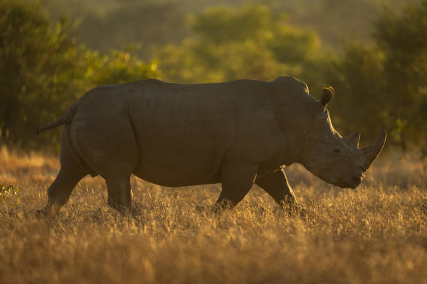 istock Backlit white rhino crosses grassland near bushes 2206200207