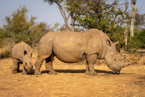 istock Calf walks round white rhino in clearing 2206200229