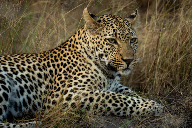 istock Close-up of male leopard lying turning head 2206200315