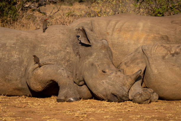 istock Close-up of three white rhinos lying asleep 2206200375