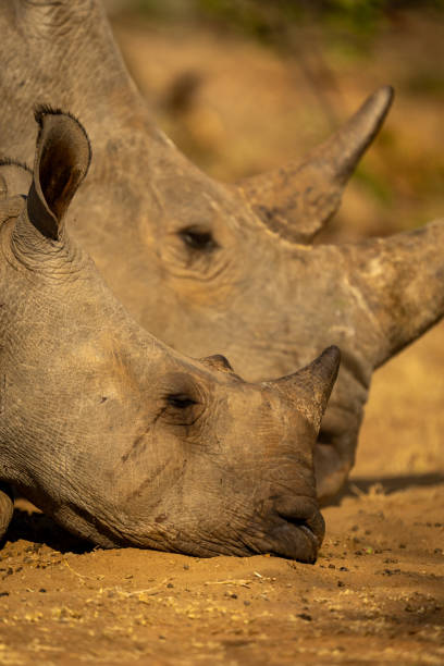 istock Close-up of two white rhinos sleeping together 2206200416