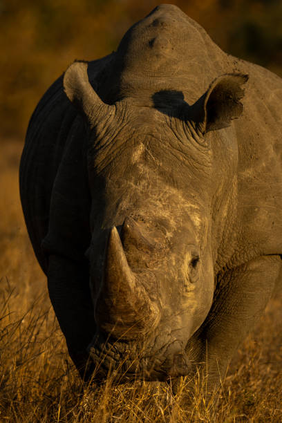 istock Close-up of white rhino walking toward camera 2206200456