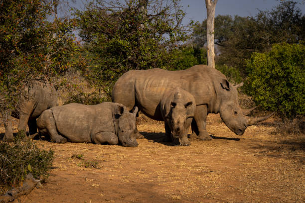 istock Four white rhinos in clearing in sunshine 2206200535