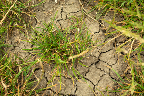 istock Green grass growing on dry cracked earth 2206201299