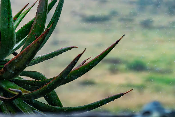 Aloe flower in a pot on the windowsill grows. High quality photo