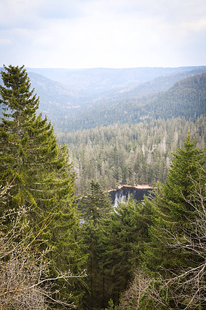 istock Nationalpark Schwarzwald, Black Forest National Park 2206202688