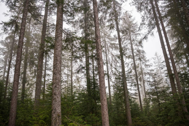 Nationalpark Schwarzwald, Black Forest National Park in Baden-Württemberg