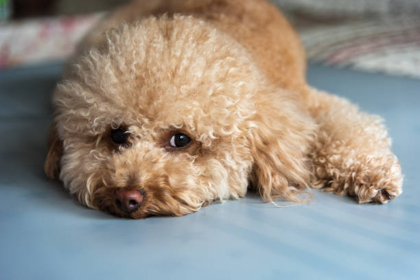istock Cute Teddy Dog Resting on the Sofa 2206203350